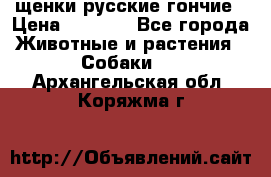 щенки русские гончие › Цена ­ 4 000 - Все города Животные и растения » Собаки   . Архангельская обл.,Коряжма г.